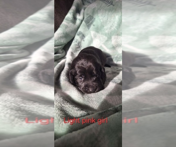 Medium Photo #1 Labrador Retriever Puppy For Sale in CARO, MI, USA