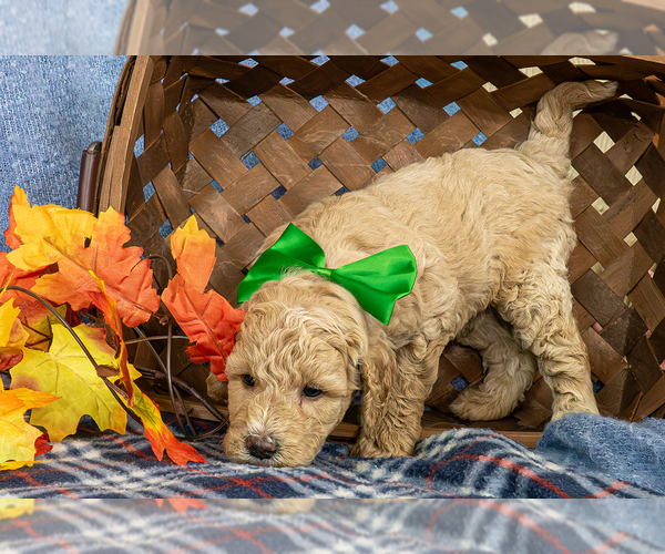 Medium Photo #1 Goldendoodle (Miniature) Puppy For Sale in ROY, UT, USA