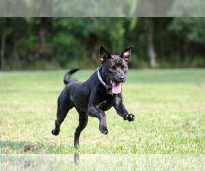 Plato - Male Mutt Dog for Adoption - Photo #5
