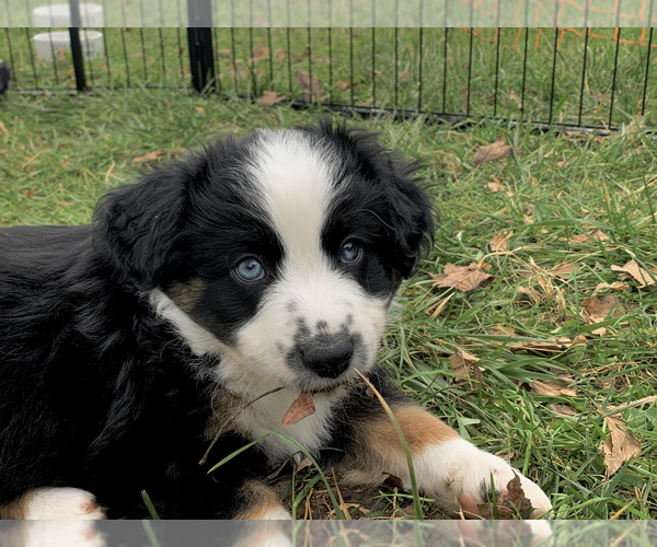 Medium Photo #2 Miniature Australian Shepherd Puppy For Sale in WOODRUFF, SC, USA