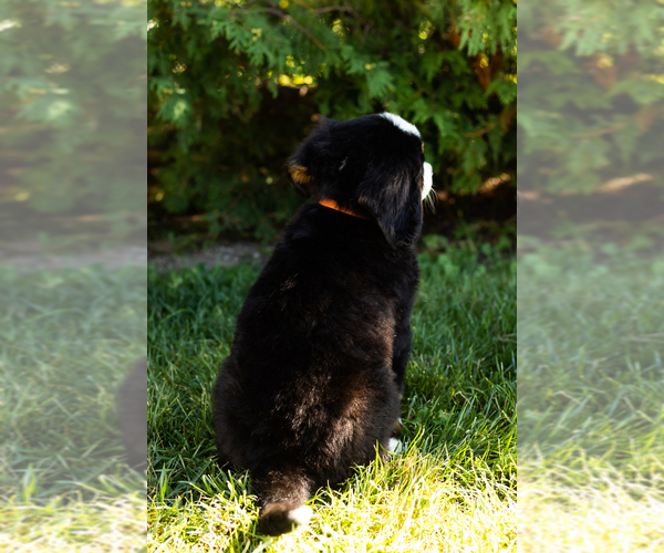 Medium Photo #6 Bernese Mountain Dog Puppy For Sale in WOLCOTTVILLE, IN, USA