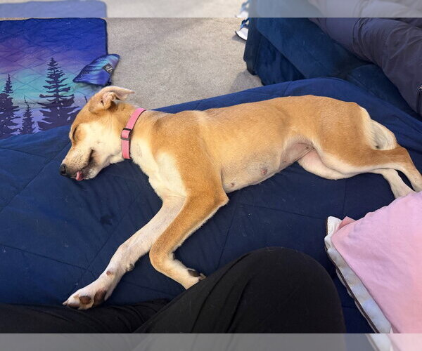 Medium Photo #2 Labrador Retriever-Unknown Mix Puppy For Sale in Salt Lake City, UT, USA