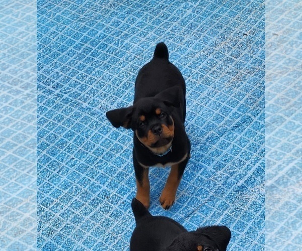 Medium Photo #9 Rottweiler Puppy For Sale in DES MOINES, IA, USA