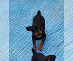 Small Photo #9 Rottweiler Puppy For Sale in DES MOINES, IA, USA