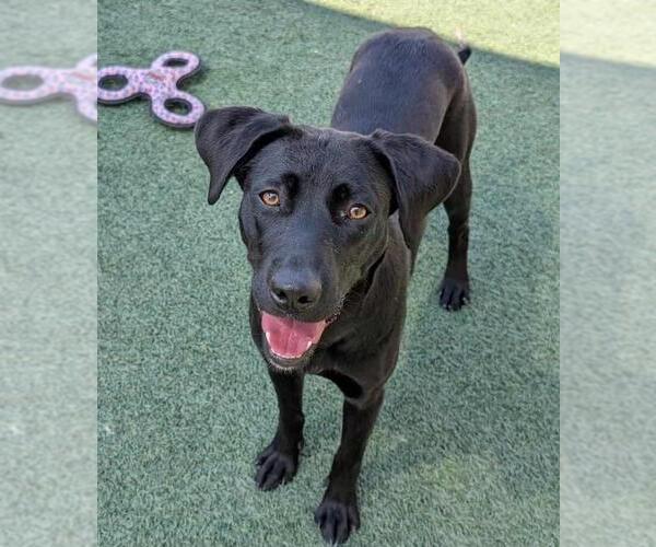 Medium Photo #1 Collie-Labrador Retriever Mix Puppy For Sale in Rockwall, TX, USA