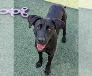 Collie-Labrador Retriever Mix Dogs for adoption in Rockwall, TX, USA