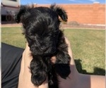 Small Photo #10 Pomeranian-Poodle (Toy) Mix Puppy For Sale in ST GEORGE, UT, USA