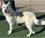 Small #3 German Shepherd Dog
