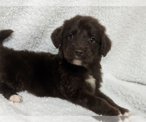 Aussiedoodle Puppy for sale in SPENCER, TN, USA