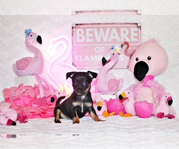 Medium Photo #83 Chihuahua Puppy For Sale in CHARLESTON, AR, USA