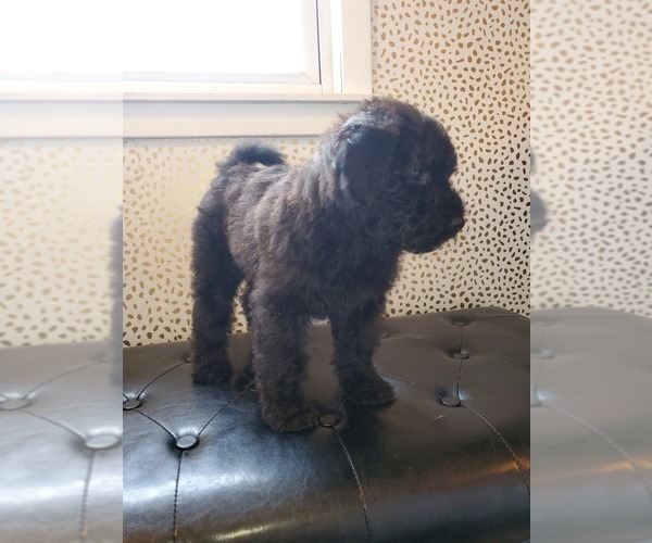 Medium Photo #4 Goldendoodle-Soft Coated Wheaten Terrier Mix Puppy For Sale in CLEVELAND, MN, USA