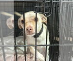 Small Chihuahua Mix