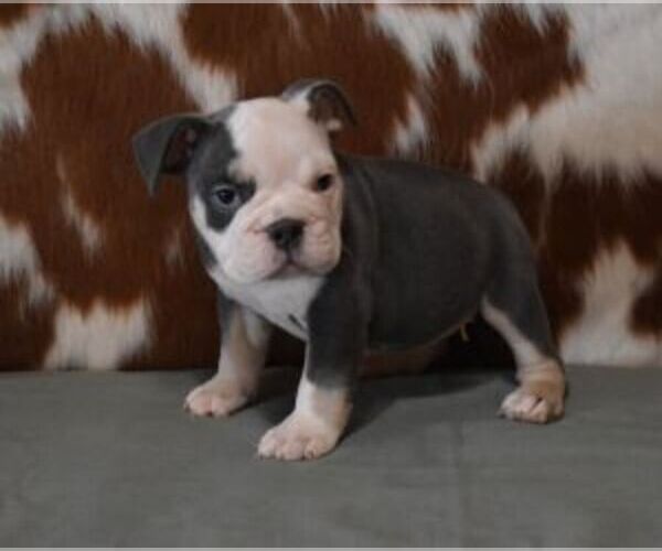 Medium Photo #3 English Bulldog Puppy For Sale in MARSHFIELD, MO, USA