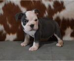 Small #2 English Bulldog