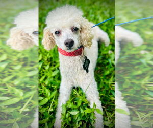 Medium Poodle (Miniature)
