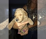 Small Photo #4 Goldendoodle Puppy For Sale in AUBURN, IN, USA