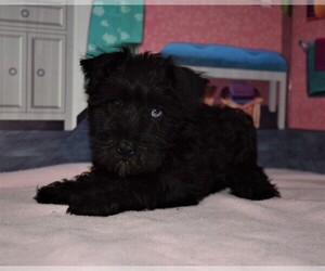 Schnauzer (Miniature) Puppy for sale in BARNESVILLE, KS, USA