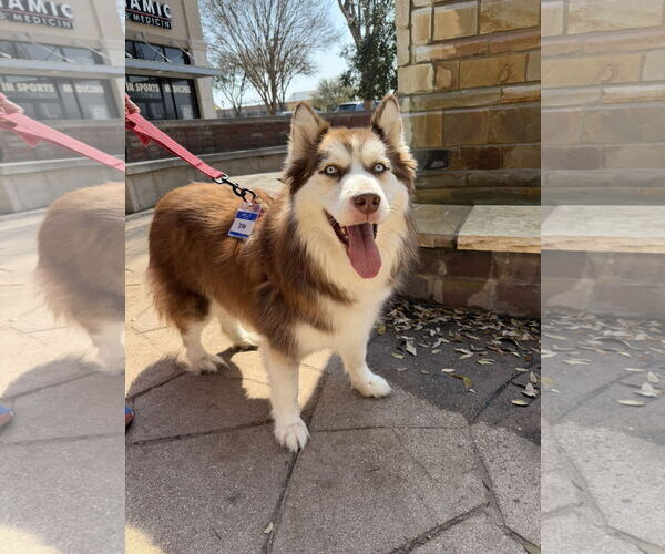 Medium Photo #2 Siberian Husky Puppy For Sale in Carrollton, TX, USA