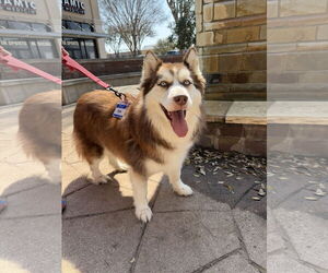 Siberian Husky Dogs for adoption in Carrollton, TX, USA