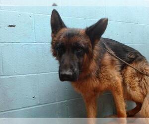 German Shepherd Dog Dogs for adoption in Downey, CA, USA