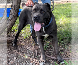 Huey - Male Mutt Dog for Adoption - Photo #2
