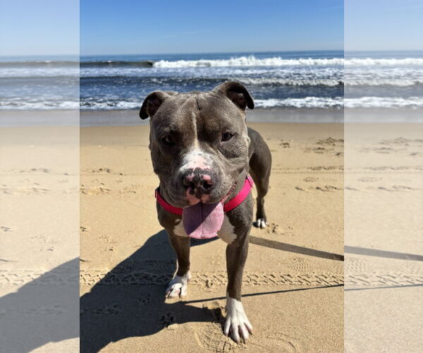 Medium Photo #4 American Pit Bull Terrier-Unknown Mix Puppy For Sale in Virginia Beach, VA, USA