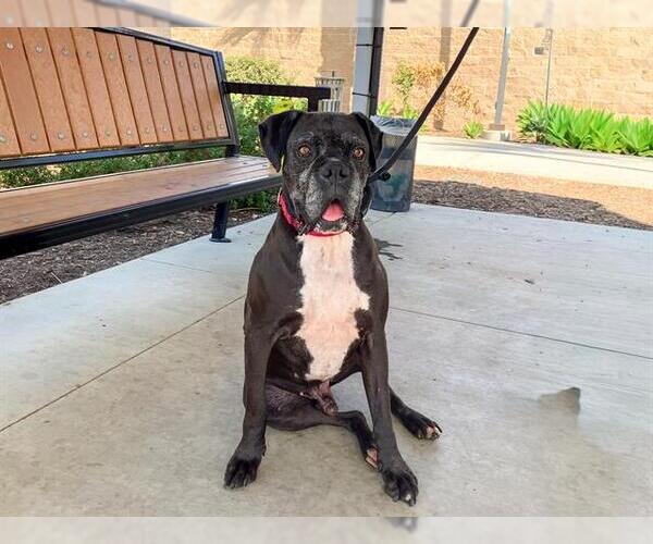 Medium Photo #4 Boxer Puppy For Sale in Orange, CA, USA