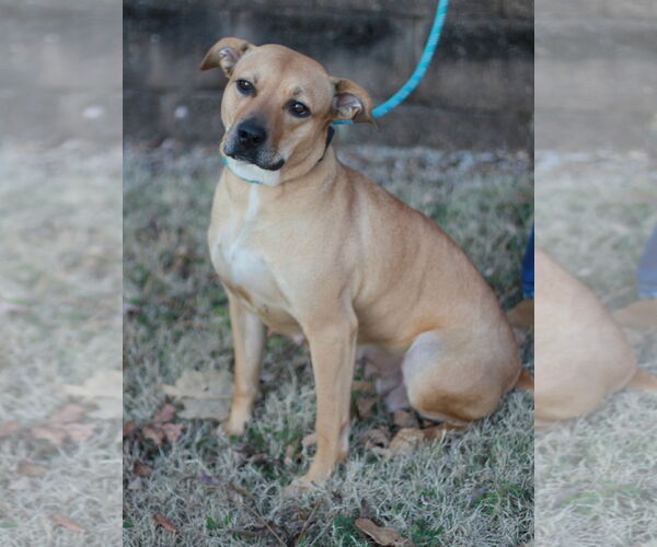 Medium Photo #4 Black Mouth Cur-Unknown Mix Puppy For Sale in Cookeville, TN, USA