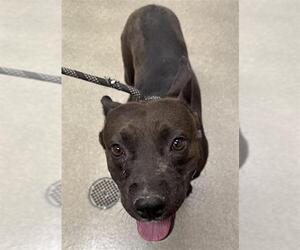 Mutt Dogs for adoption in Las Vegas, NV, USA