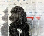 Small Poodle (Standard)