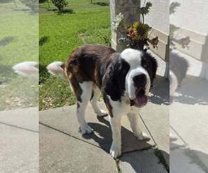 Saint Bernard Dogs for adoption in St. Augustine, FL, USA