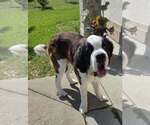 Small Saint Bernard