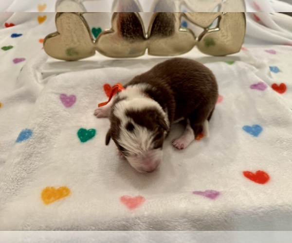 Medium Photo #22 Border Collie Puppy For Sale in MARYVILLE, TN, USA