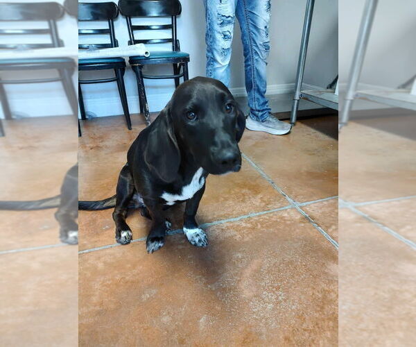 Medium Photo #2 Basset Hound-Labrador Retriever Mix Puppy For Sale in Bolivar, MO, USA
