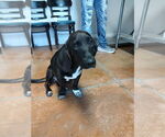 Small #1 Basset Hound-Labrador Retriever Mix