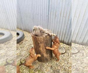 Redbone Coonhound Puppy for sale in ESSIG, MN, USA