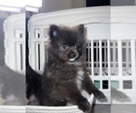 Small #11 Pomeranian