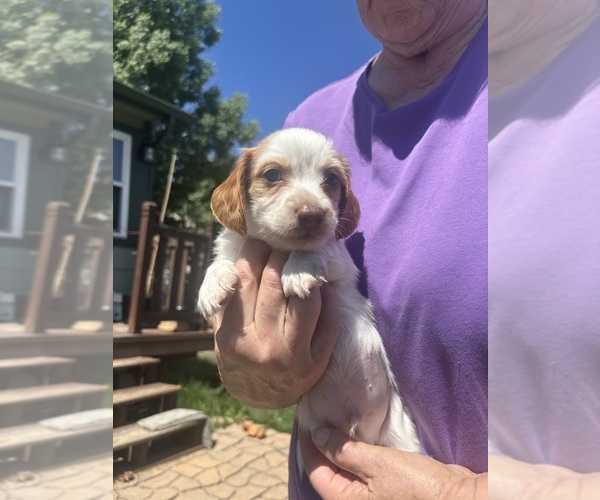 Medium Photo #2 Dachshund Puppy For Sale in COLORADO SPRINGS, CO, USA