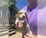 Small #1 Dachshund