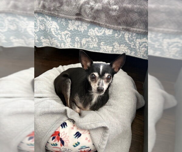Medium Photo #7 Chihuahua-Unknown Mix Puppy For Sale in St. Louis Park, MN, USA