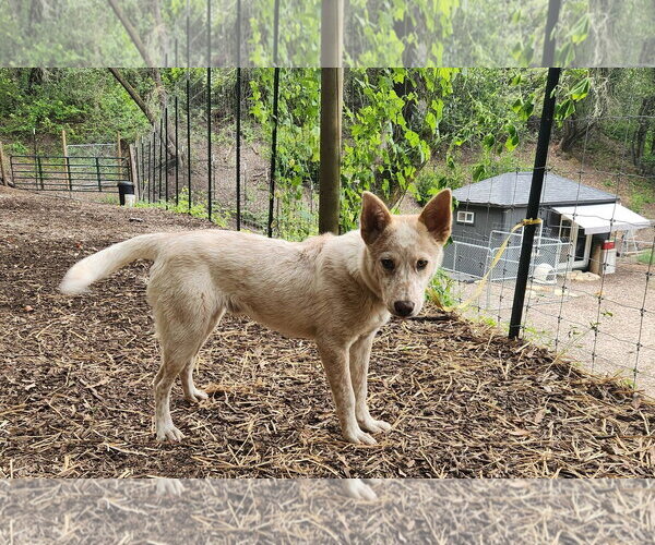Medium Photo #2 Mutt Puppy For Sale in Paso Robles, CA, USA