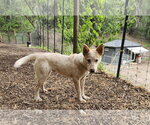 Small #1 Mutt