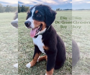 Bernese Mountain Dog Puppy for sale in HASKELL, OK, USA