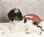 Puppy Little Charlie Bernedoodle (Miniature)