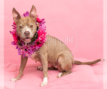 Small #3 Chihuahua Mix