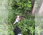 Small Photo #6 Australian Shepherd Puppy For Sale in MOORINGSPORT, LA, USA