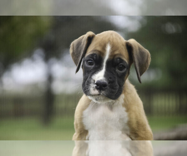 Medium Photo #4 Boxer Puppy For Sale in SHIPSHEWANA, IN, USA