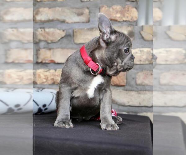 Medium Photo #7 French Bulldog Puppy For Sale in ERIAL, NJ, USA