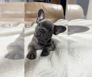 French Bulldog Puppy for sale in MARSHALL, IL, USA