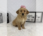 Small #1 Golden Retriever